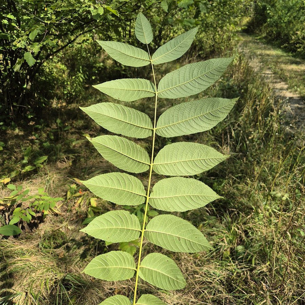 Black walnut leaf
