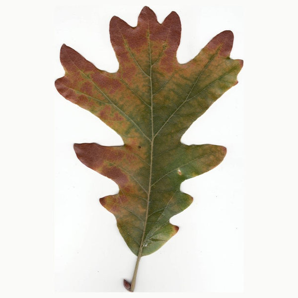 White oak leaf