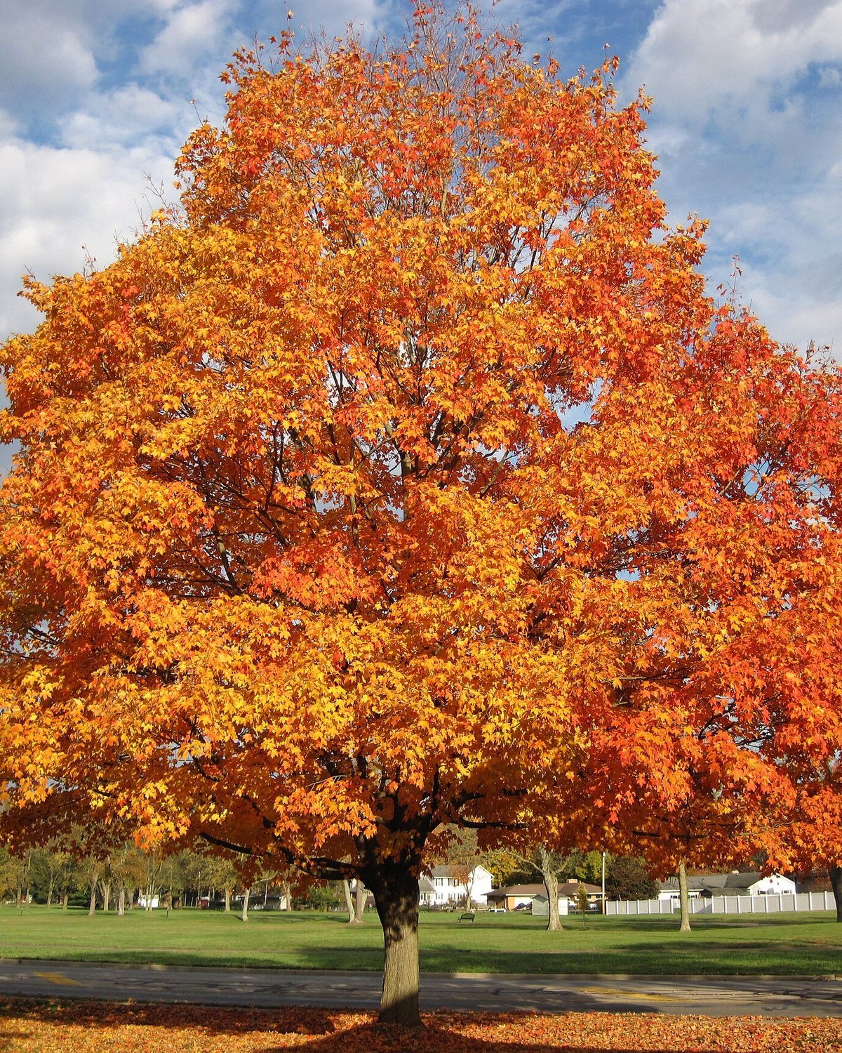 Sugar maple tree in full leaf