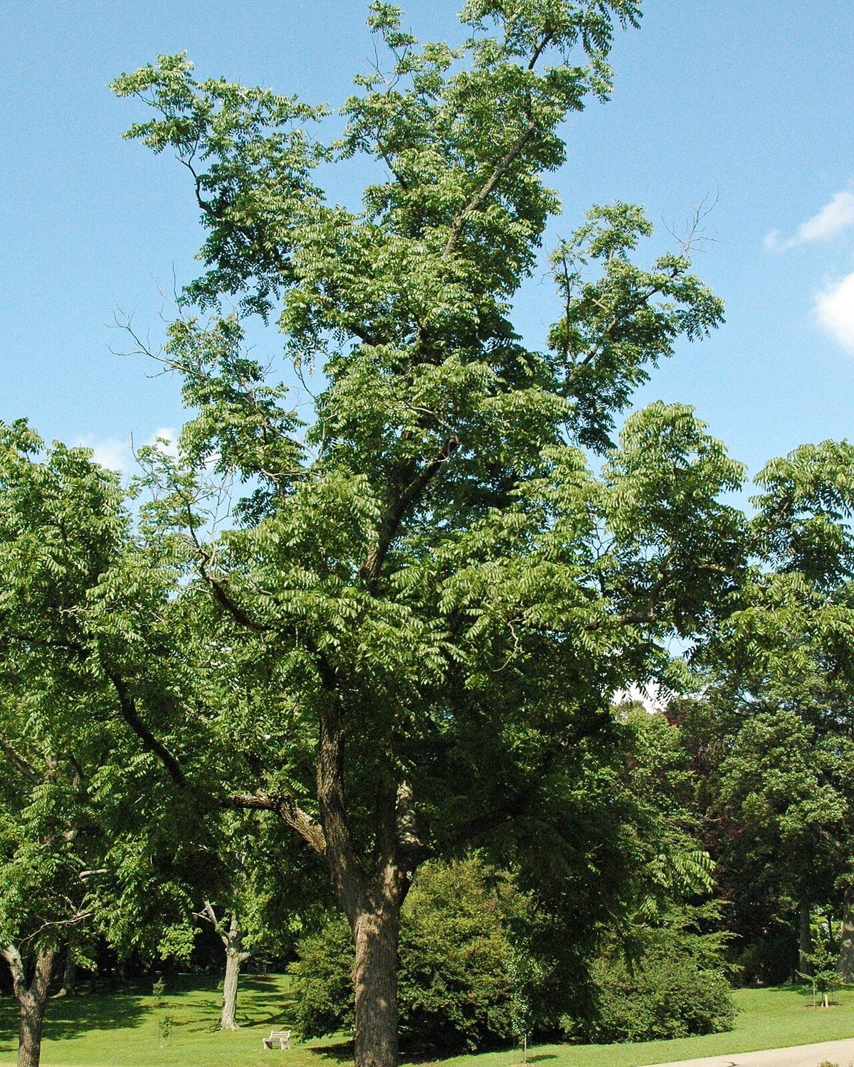 Black walnut tree in full leaf