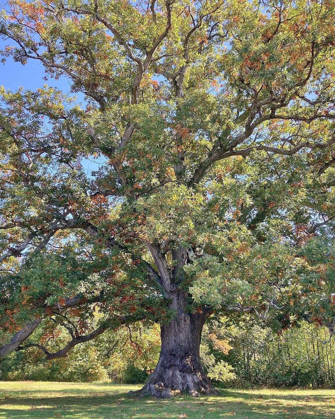 White oak tree in full leaf