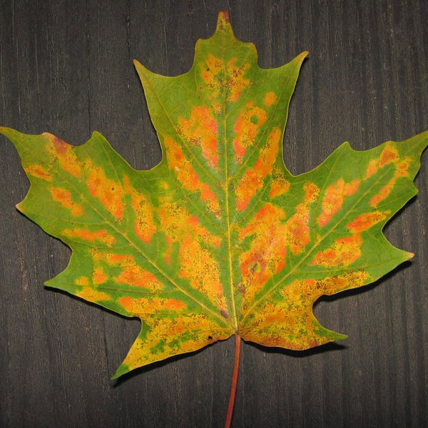 Sugar maple leaf
