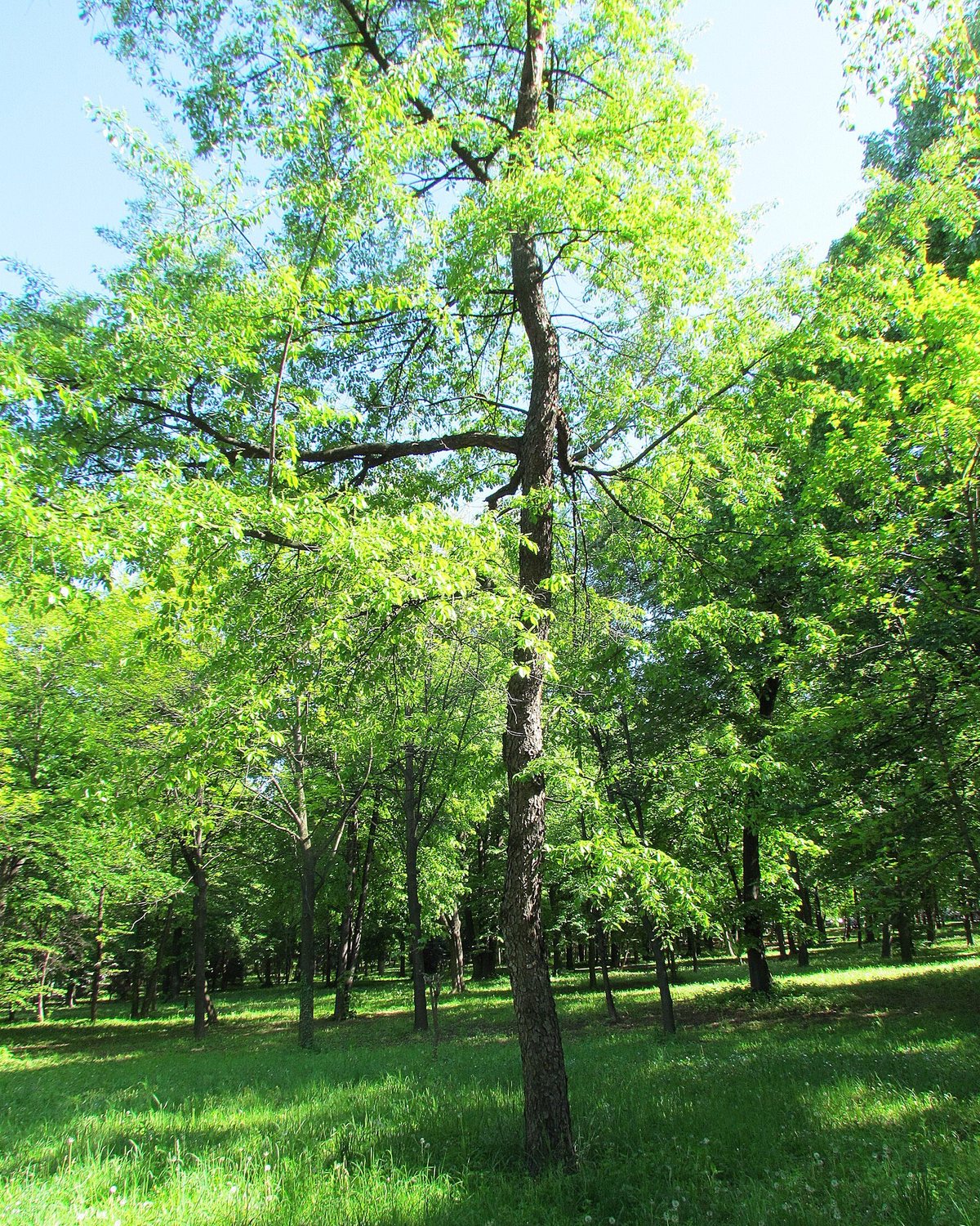 Black cherry tree in full leaf
